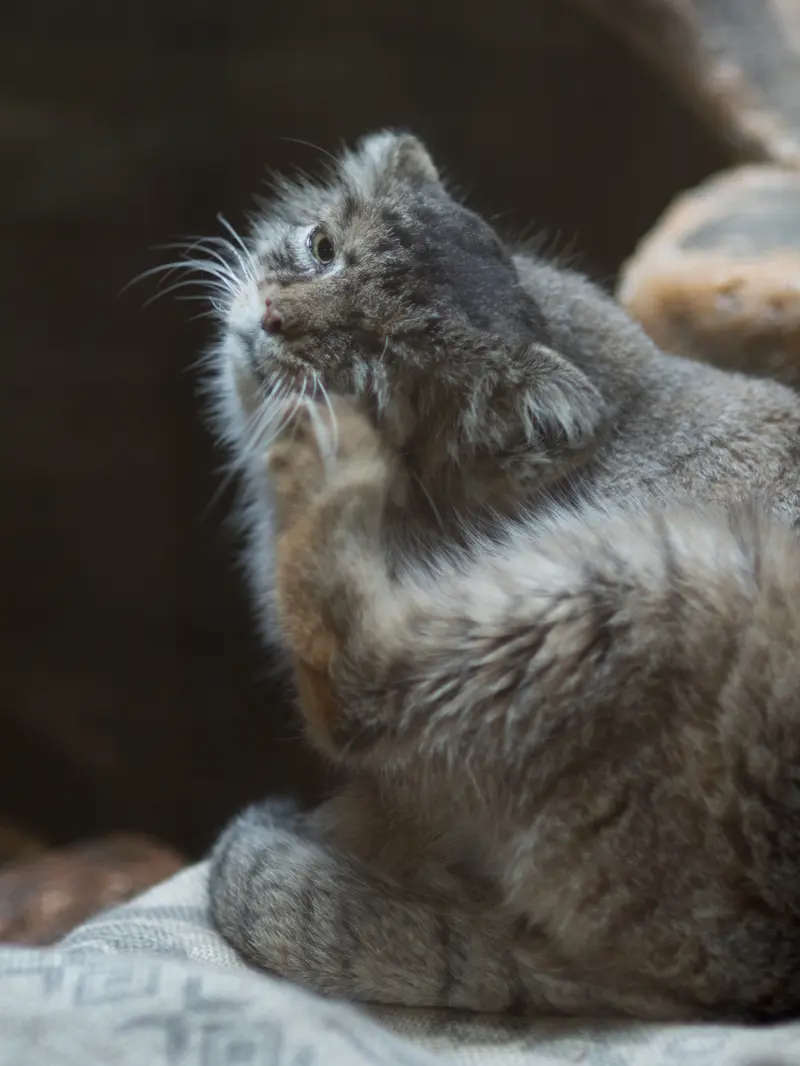 恩賜上野動物園のプリームラの写真