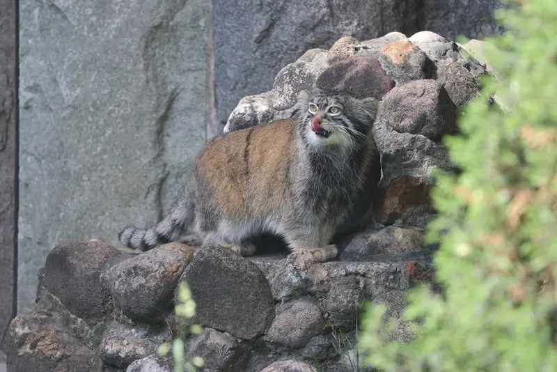 モスクワ動物園のティモフェイの写真