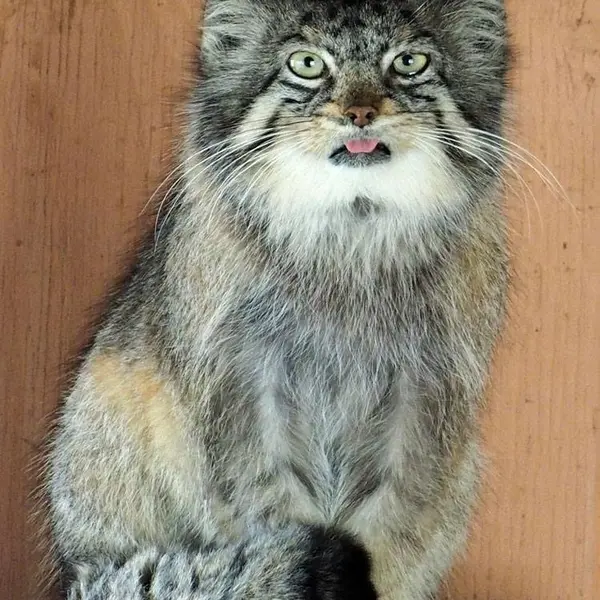 埼玉県こども動物自然公園のタビーの写真