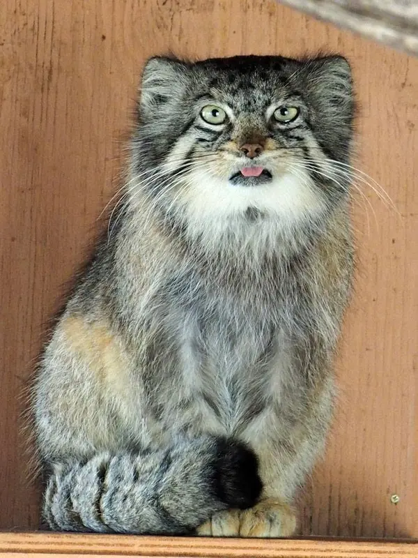 埼玉県こども動物自然公園のセバスチャンの写真