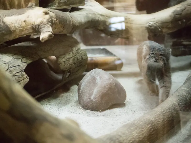 恩賜上野動物園のクリョンの写真