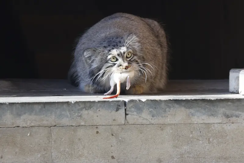 モスクワ動物園のティモフェイの写真