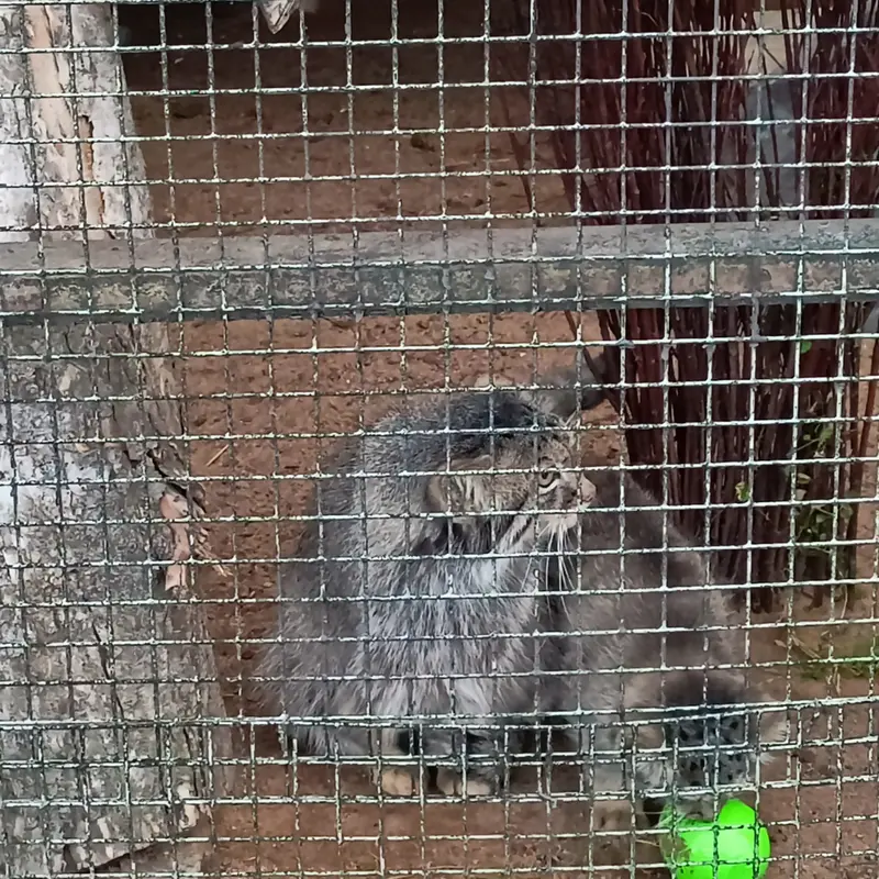 マヌルネコの写真