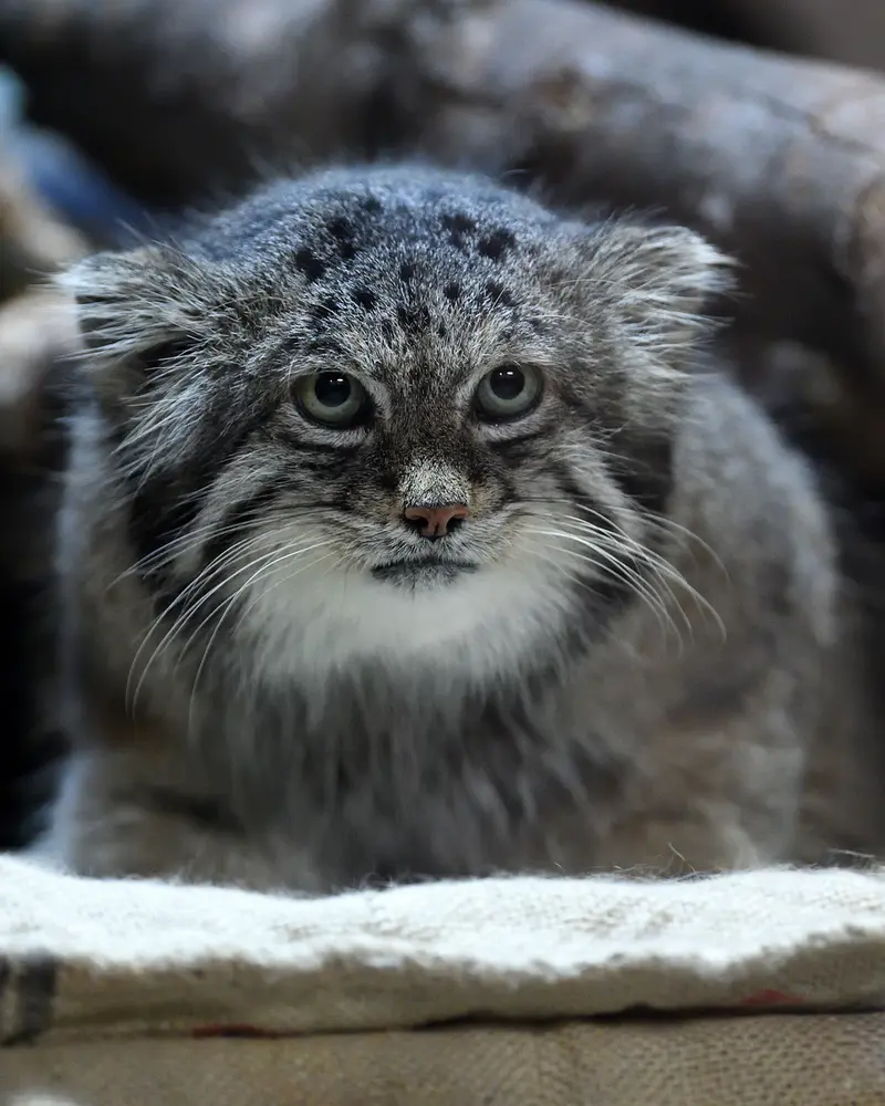 恩賜上野動物園のクリョンの写真