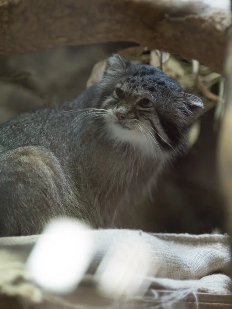 恩賜上野動物園のクリョンの写真