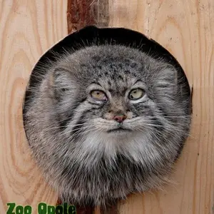 オポーレ動物園のマヌルネコの写真