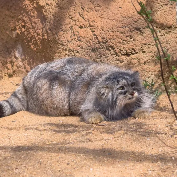 プラハ動物園のマヌルネコの写真