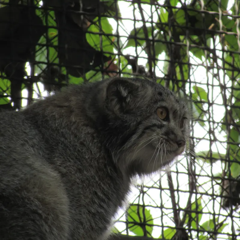 ブダペスト動物園・植物園のボリス Ⅱの写真