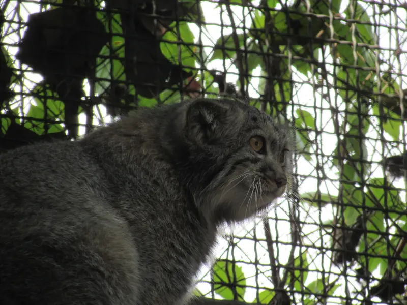 ブダペスト動物園・植物園のボリス Ⅱの写真