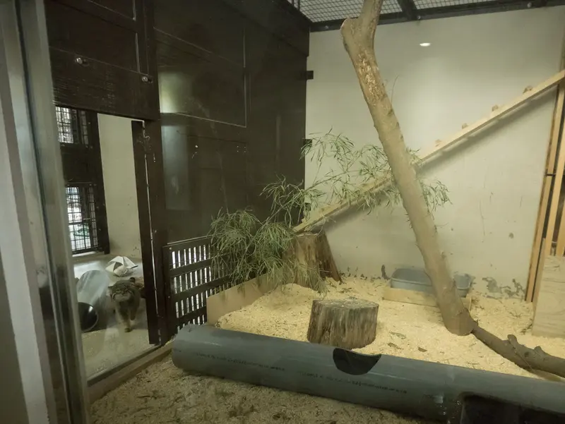 野毛山動物園のフィーガの写真