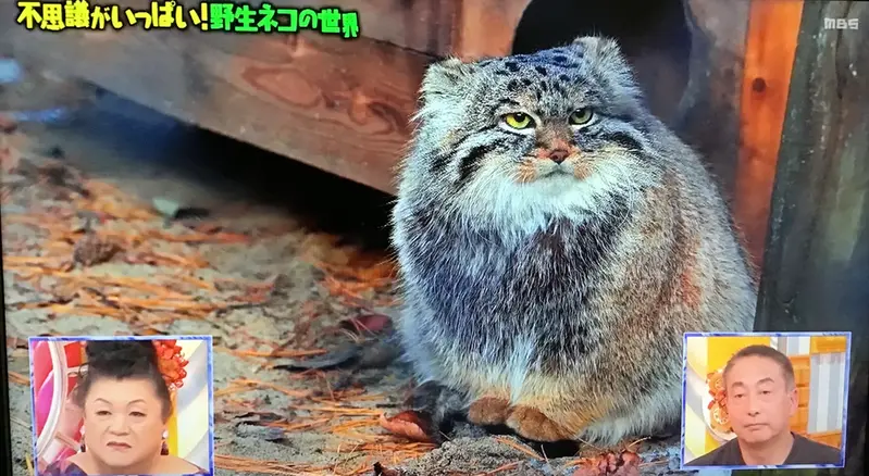 ノヴォシビルスク動物園のラッキーの写真