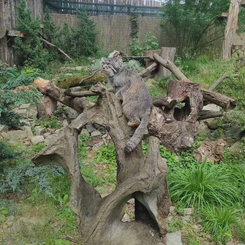 ヴロツワフ動物園のザリナの写真