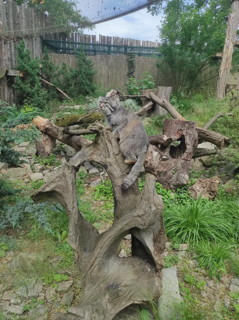 ヴロツワフ動物園のザリナの写真