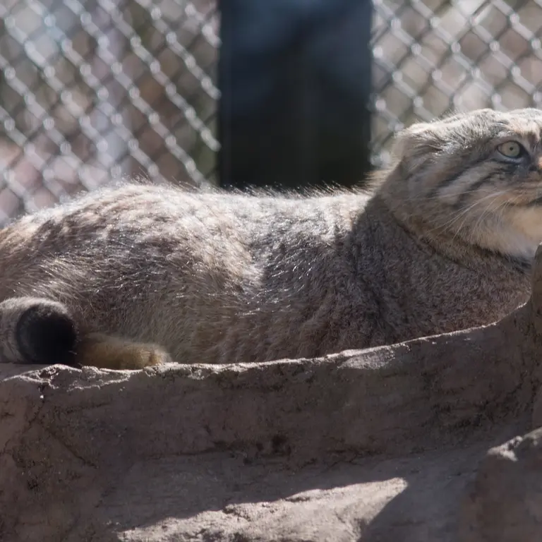 埼玉県こども動物自然公園のロータスの写真