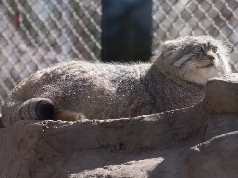 埼玉県こども動物自然公園のロータスの写真