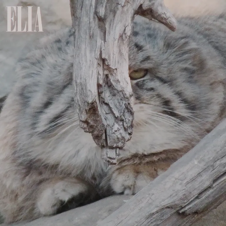 カルガリー動物園 / ワイルダー研究所のオラフの写真