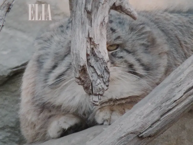 カルガリー動物園 / ワイルダー研究所のオラフの写真