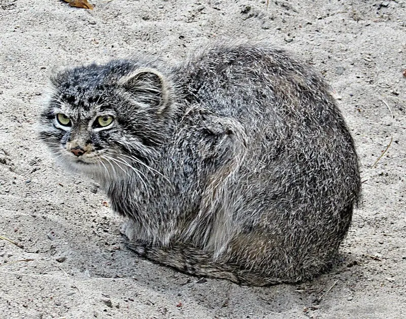 ノヴォシビルスク動物園のマヌルネコの写真
