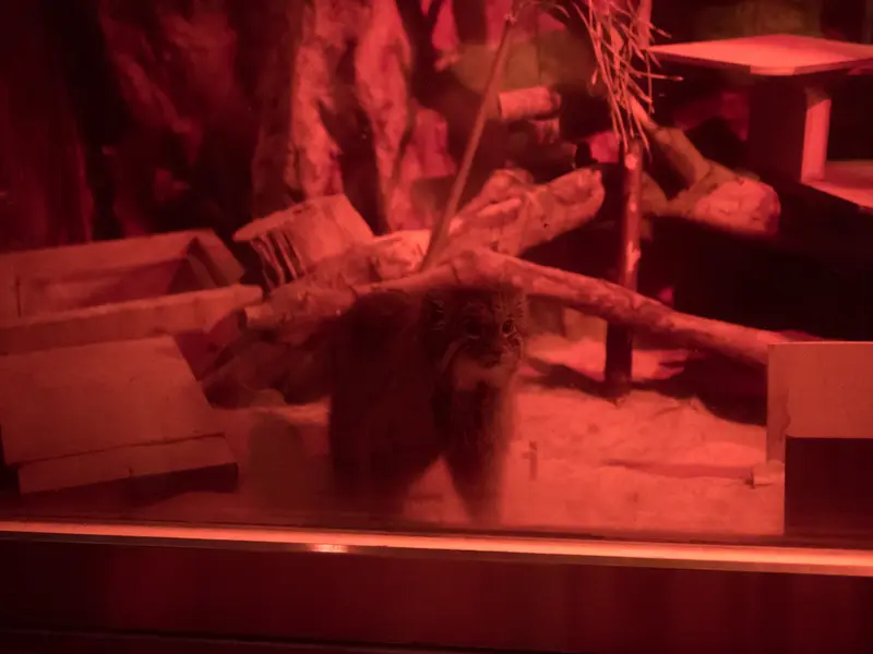 恩賜上野動物園のナイマの写真