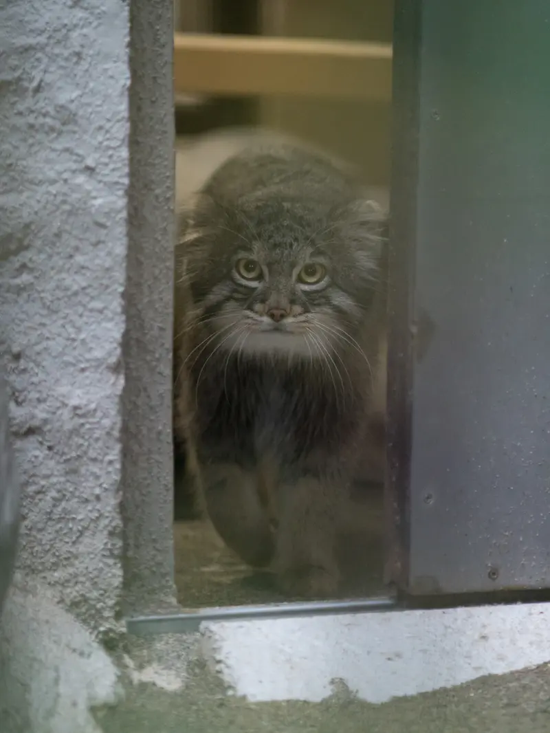野毛山動物園のフィーガの写真