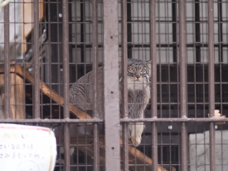 野毛山動物園のフィーガの写真