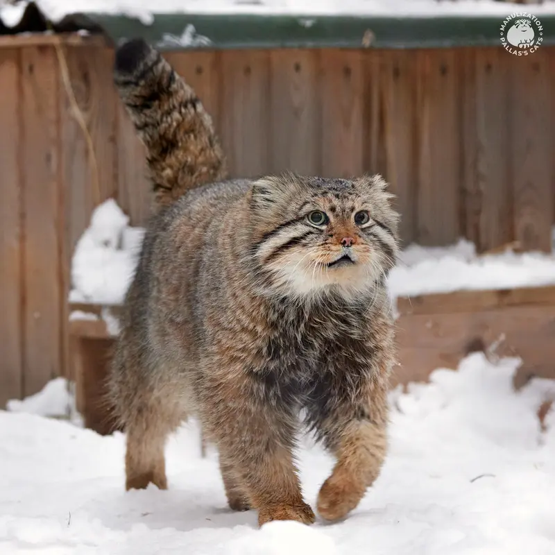 ノヴォシビルスク動物園のゼレノゴルスクの写真