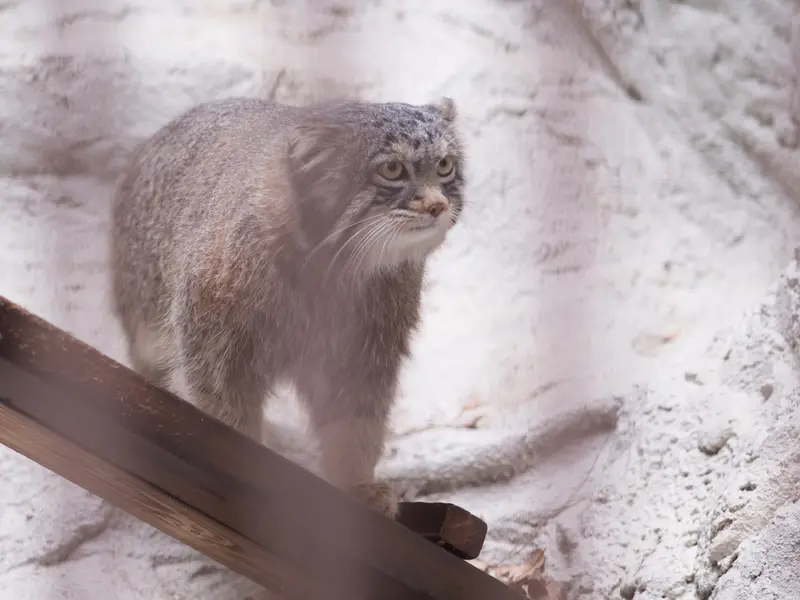 野毛山動物園のフィーガの写真
