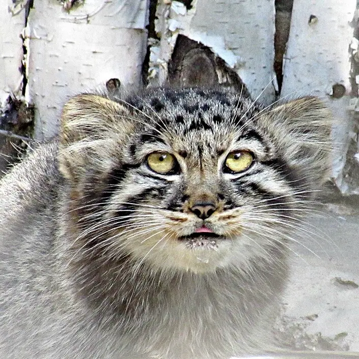 ノヴォシビルスク動物園のマヌルネコの写真