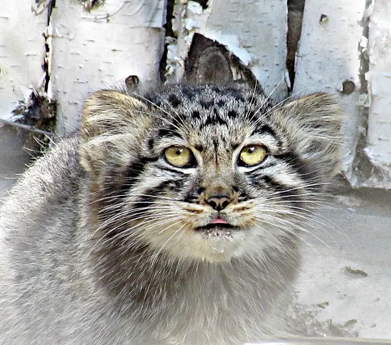 ノヴォシビルスク動物園のマヌルネコの写真