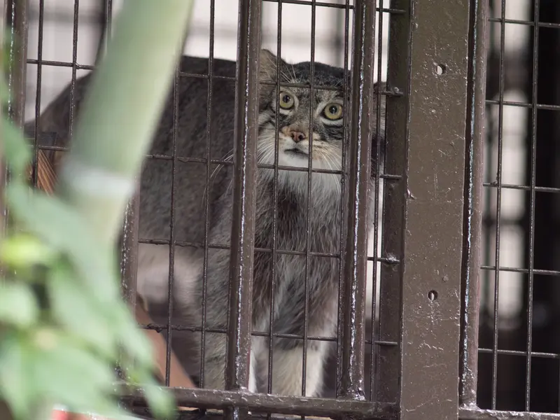 野毛山動物園のフィーガの写真