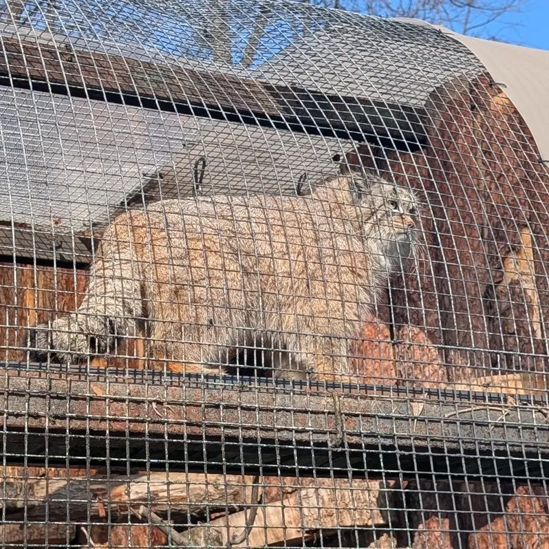 レニングラード動物園のペペの写真
