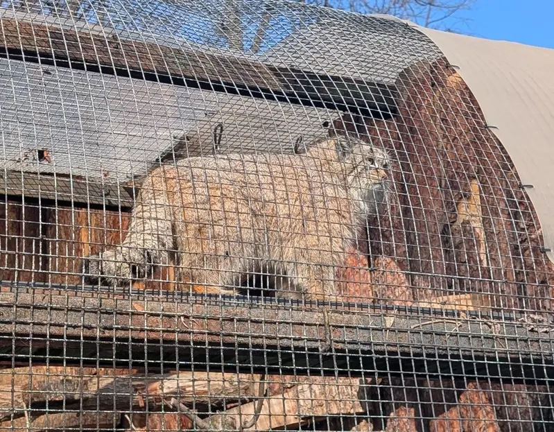 レニングラード動物園のペペの写真