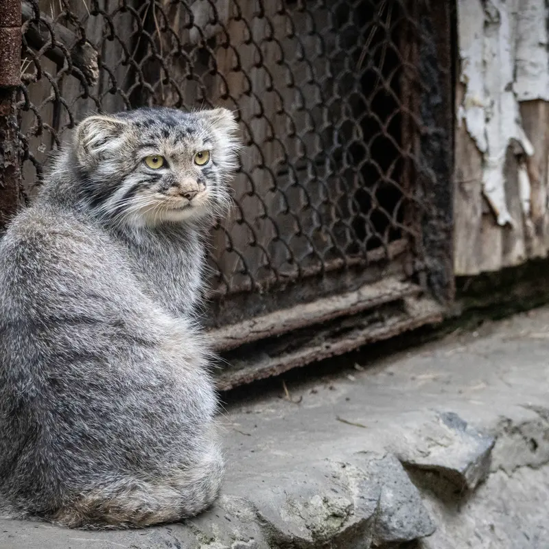ノヴォシビルスク動物園のイヴの子（2026年生まれ）Ⅲの写真