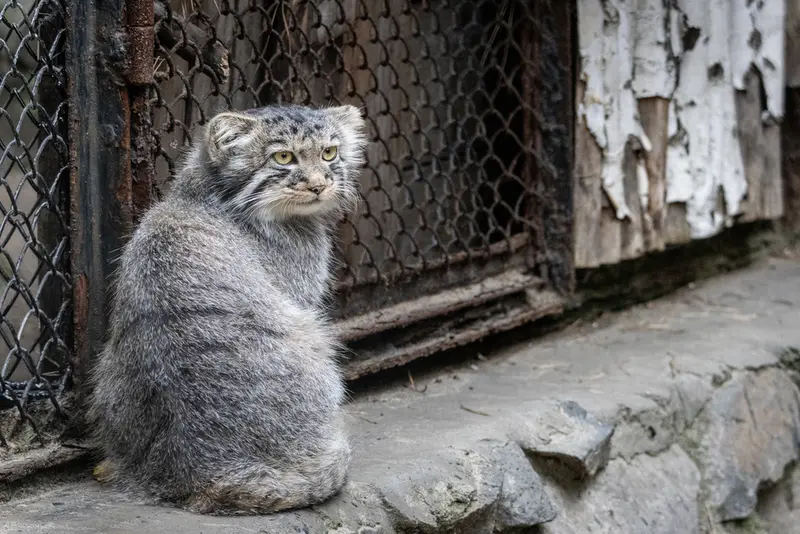 ノヴォシビルスク動物園のマヌルネコの写真