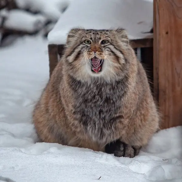 ノヴォシビルスク動物園のゼレノゴルスクの写真