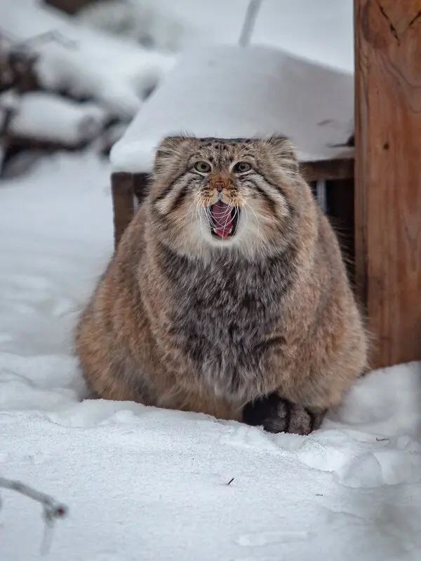 ノヴォシビルスク動物園のゼレノゴルスクの写真