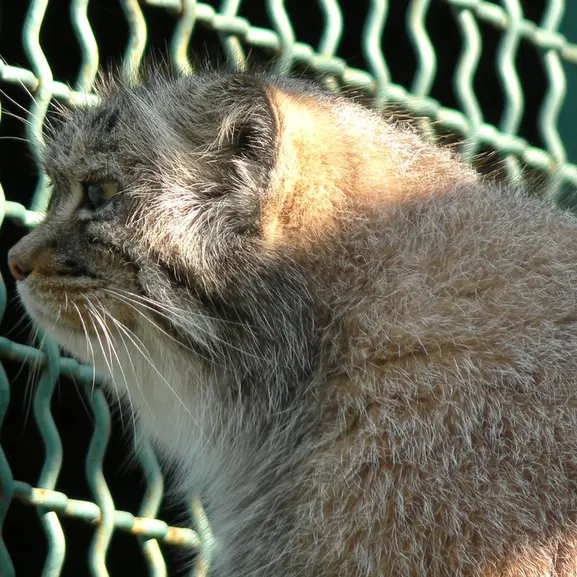 希少動物繁殖センターのマヌルネコの写真