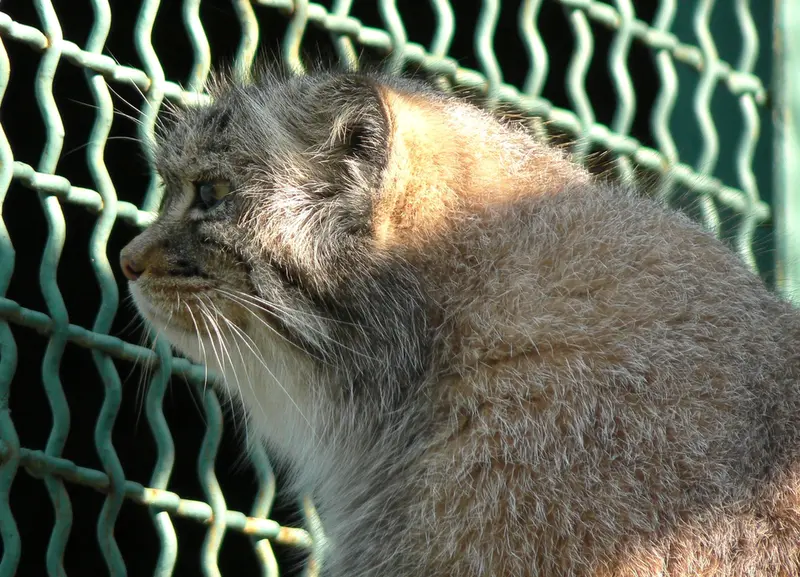 希少動物繁殖センターのマヌルネコの写真