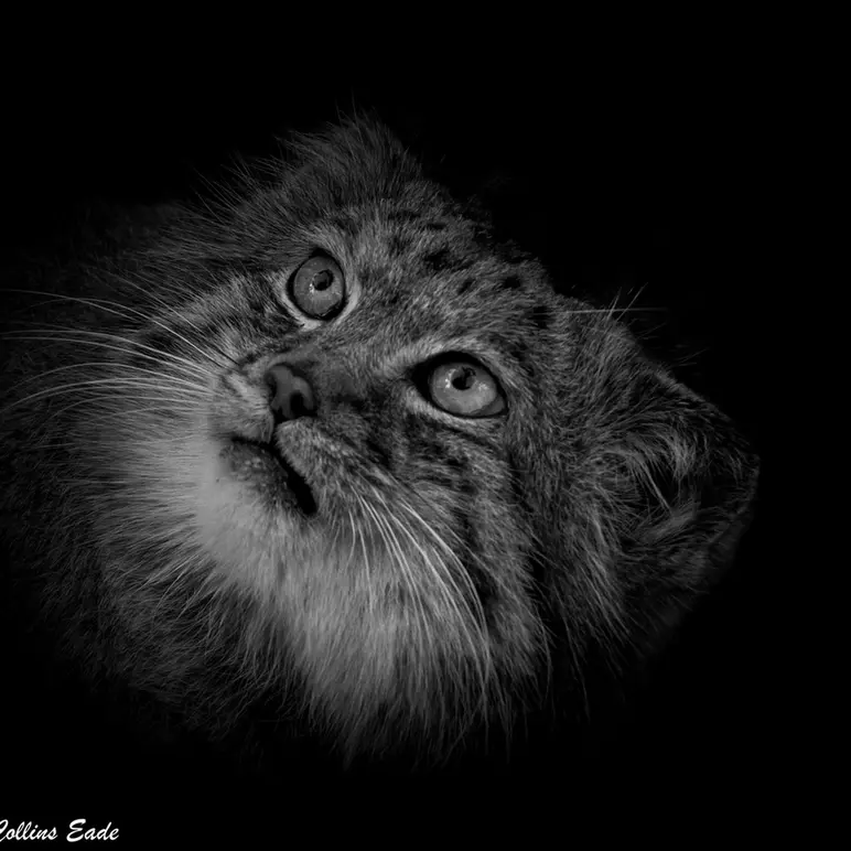 ビッグ・キャット・サンクチュアリのジェスロの写真
