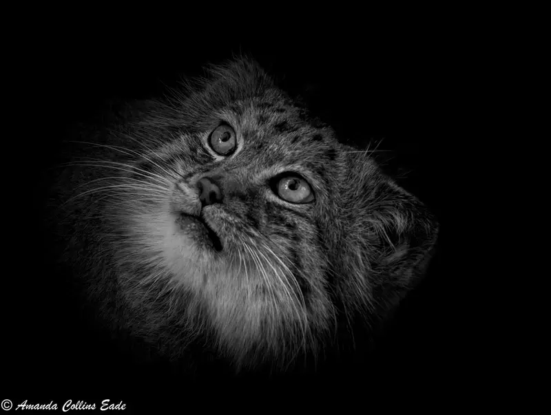 ビッグ・キャット・サンクチュアリのジェスロの写真