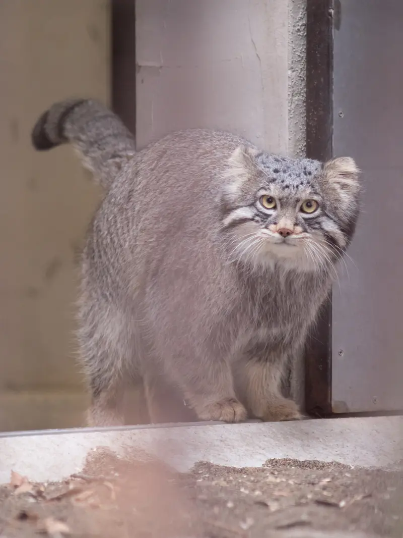 野毛山動物園のフィーガの写真
