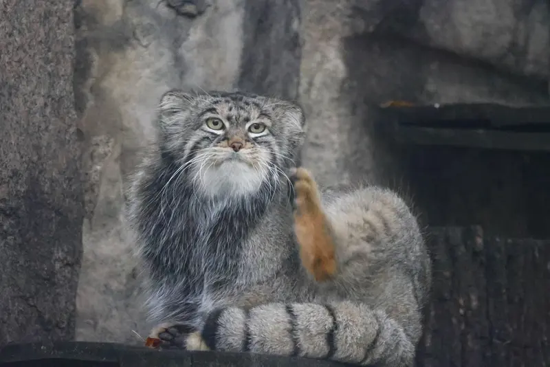 モスクワ動物園のティモフェイの写真