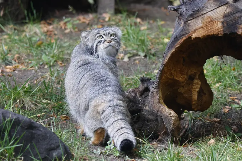 モスクワ動物園のティモフェイの写真