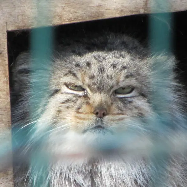 マクデブルク動物園のマヌエラの写真