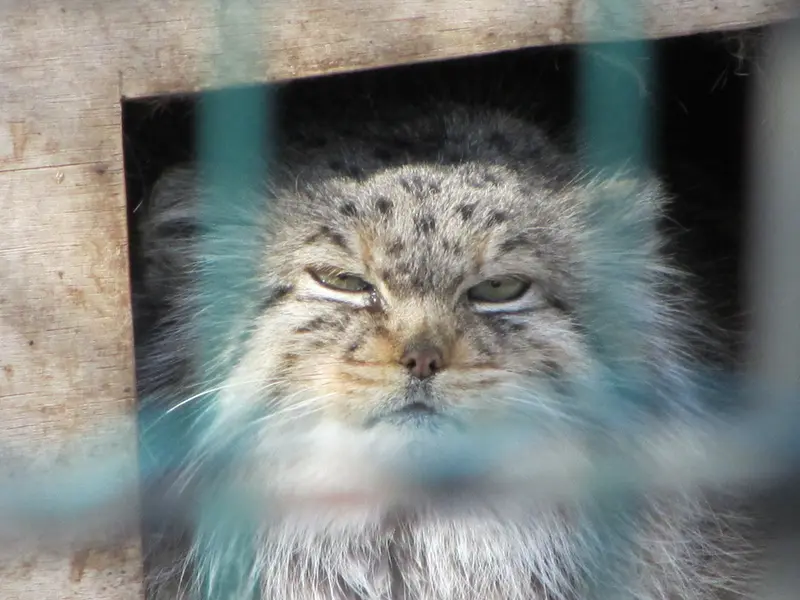 マクデブルク動物園のマヌエラの写真