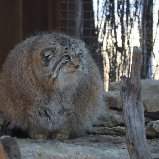 タリン動物園のアルタニの写真