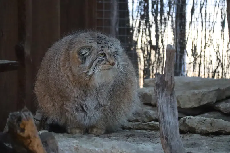 タリン動物園のアルタニの写真