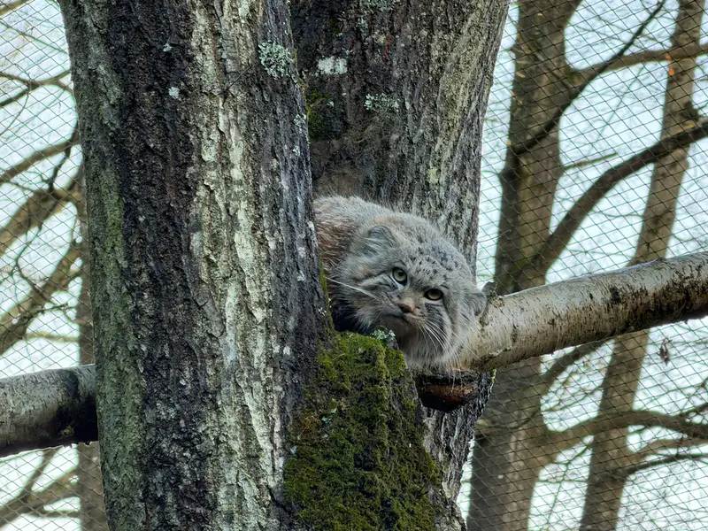 トレゴムール動物園のアルタイの写真
