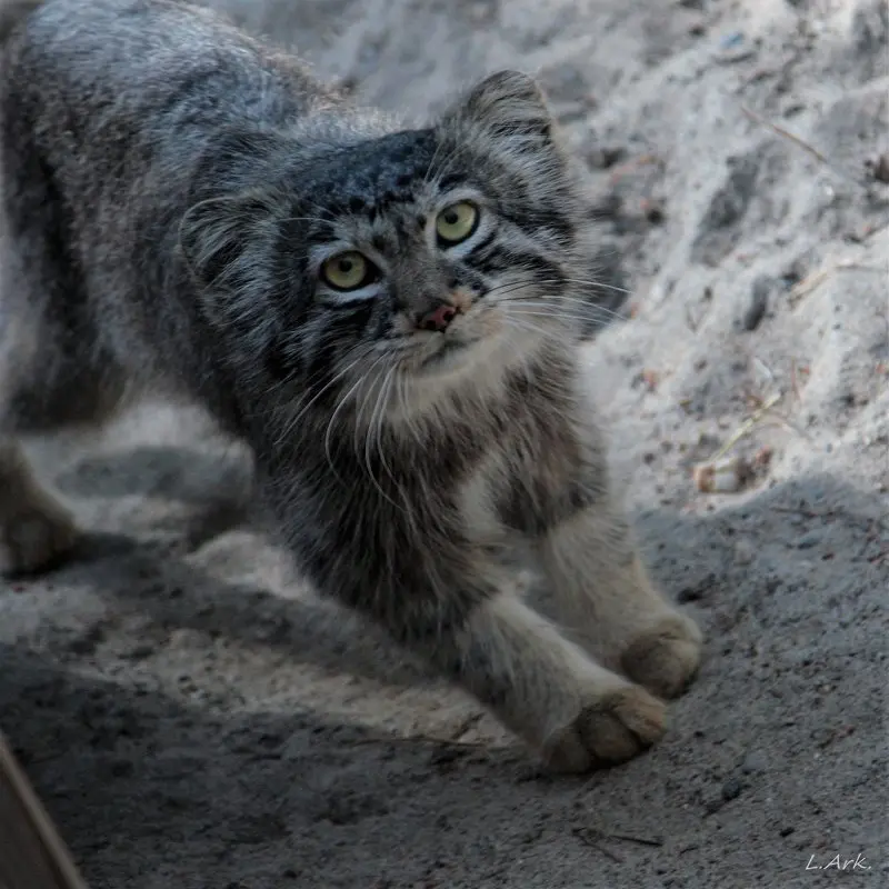 ノヴォシビルスク動物園のバルトークの写真