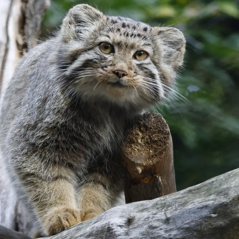 ノヴォシビルスク動物園のイヴの子（2026年生まれ）Ⅰの写真